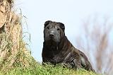 SHAR-PEI 688